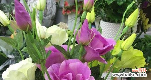 洋桔梗花的祝福与象征 洋桔梗花语与寓意