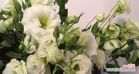 洋桔梗花的祝福与象征 洋桔梗花语与寓意