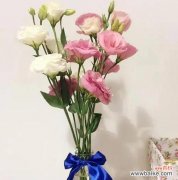 深入探究洋桔梗的花语 洋桔梗花花语及寓意解读