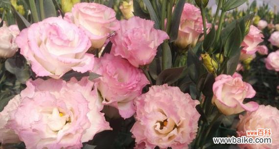 探究洋桔梗的含义及象征意义 洋桔梗花语与寓意解读