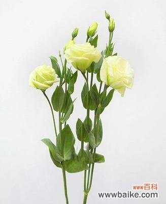 揭秘洋桔梗花语的深刻内涵 洋桔梗花语的意义与传承