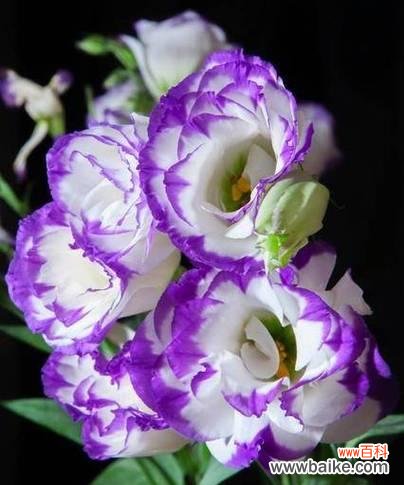 揭秘洋桔梗花语的深刻内涵 洋桔梗花语的意义与传承