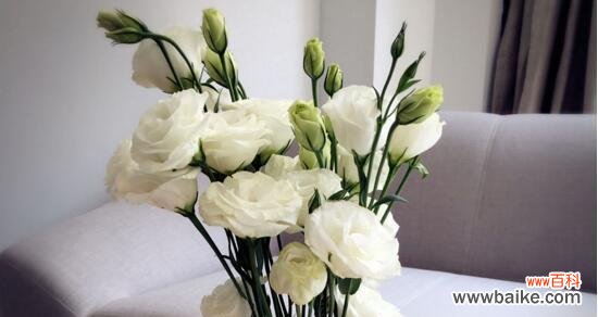 了解洋桔梗花语 洋桔梗花语及其意义的探究