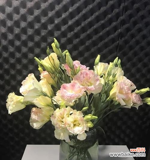 了解洋桔梗花语 洋桔梗花语及其意义的探究