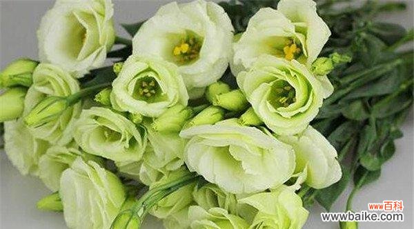 探寻洋桔梗的神秘花语 洋桔梗花语之白色花朵的美丽与寓意