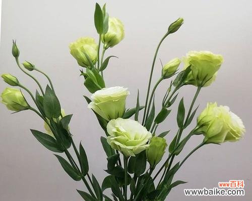 探寻洋桔梗的神秘花语 洋桔梗花语之白色花朵的美丽与寓意