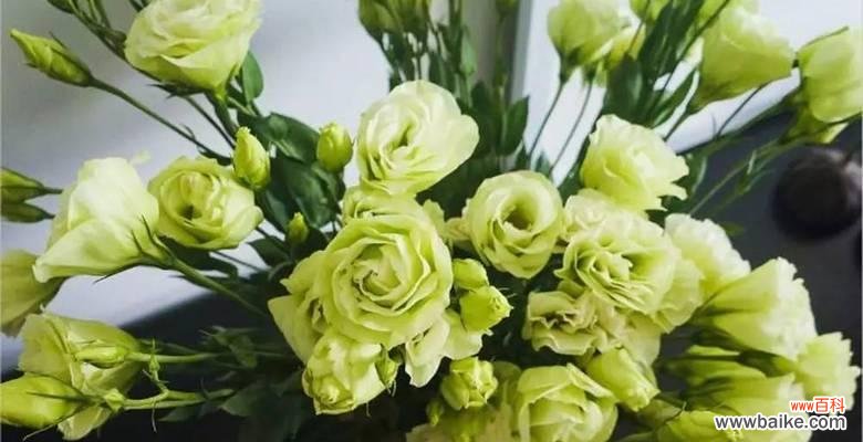 探寻洋桔梗的神秘花语 洋桔梗花语之白色花朵的美丽与寓意