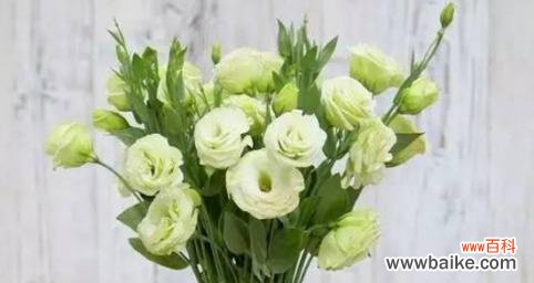 探究洋桔梗花的花语和象征意义 洋桔梗花语之意义与象征