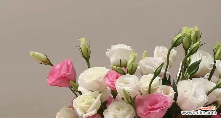 探究洋桔梗花的花语和象征意义 洋桔梗花语之意义与象征