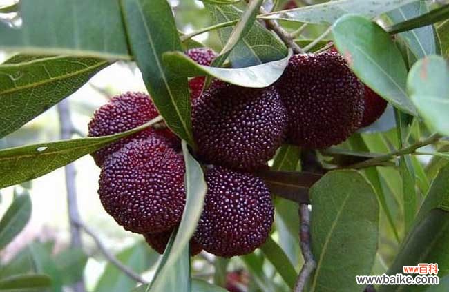 鸡蛋保存半年的办法 杨梅怎么才能长时间保存?