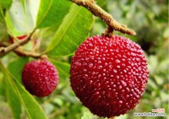 鸡蛋保存半年的办法 杨梅怎么才能长时间保存？