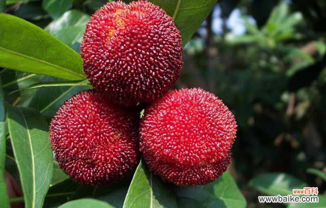 鸡蛋保存半年的办法 杨梅怎么才能长时间保存?