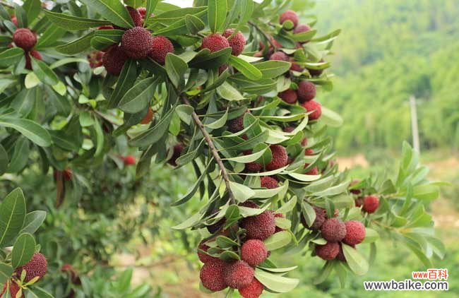 鸡蛋保存半年的办法 杨梅怎么才能长时间保存?
