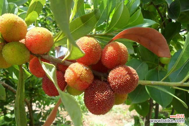 鸡蛋保存半年的办法 杨梅怎么才能长时间保存?