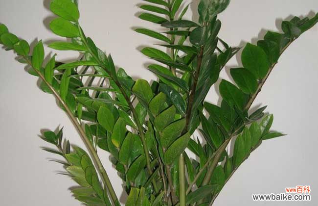 金钱树的根是什么样的 金钱树的作用是什么？