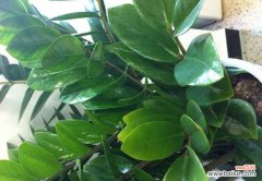 金钱树的根是什么样的 金钱树的作用是什么？