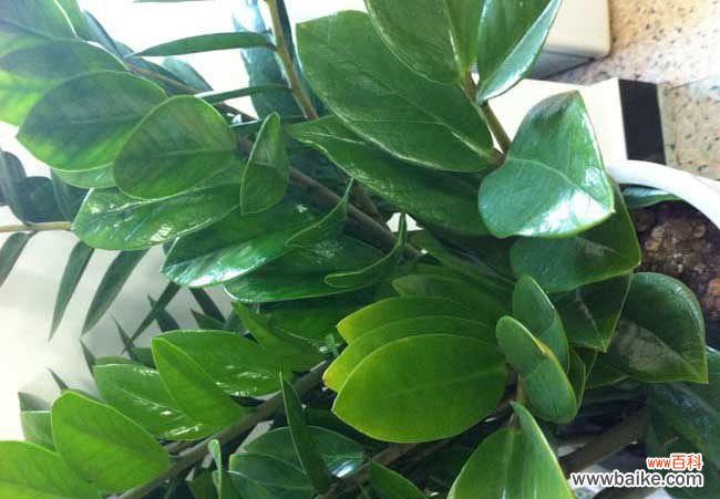 金钱树的根是什么样的 金钱树的作用是什么？