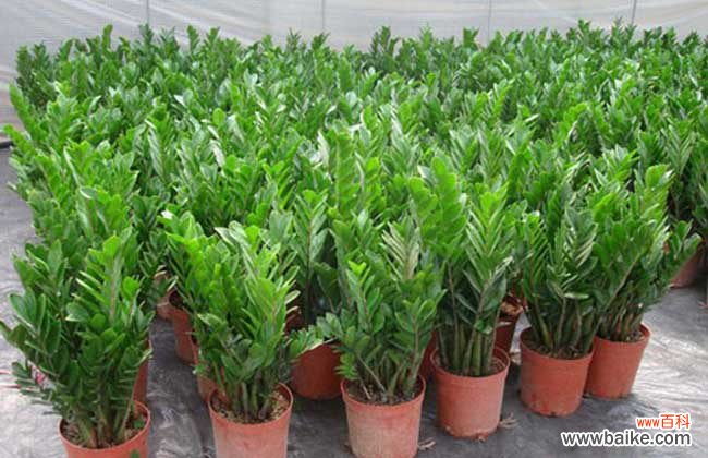 金钱树的根是什么样的 金钱树的作用是什么？