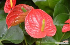 红掌绿植能放卧室吗 红掌能放在卧室吗？