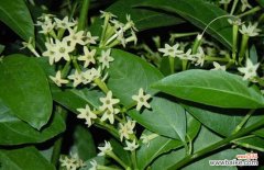 夜来香可以驱蚊吗 夜来香能驱蚊吗？