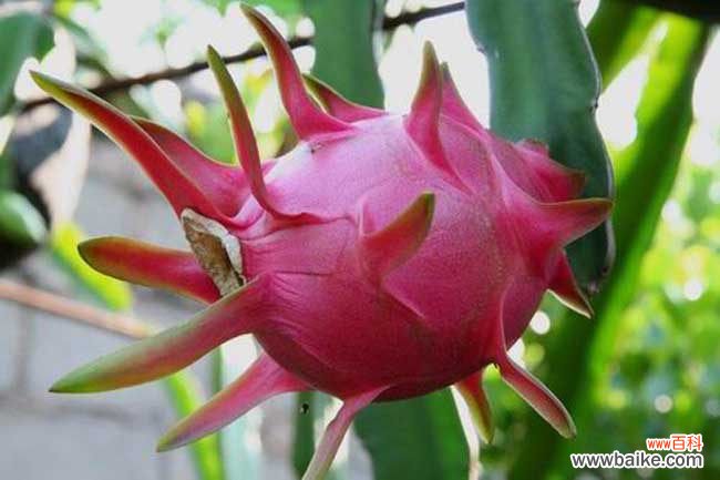 一天一个火龙果的危害 吃火龙果上火吗？