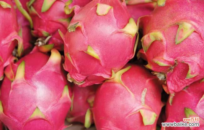 一天一个火龙果的危害 吃火龙果上火吗？