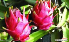 一天一个火龙果的危害 吃火龙果上火吗？