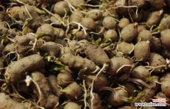 山药放久了长出藤 山药发芽能吃吗？