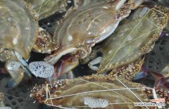 怎样清洗梭子蟹最干净 梭子蟹怎么洗才干净