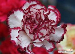 康乃馨花泡水喝的功效 康乃馨的功效与作用