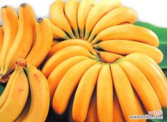 一把香蕉还是一串香蕉 香蕉和芭蕉的区别