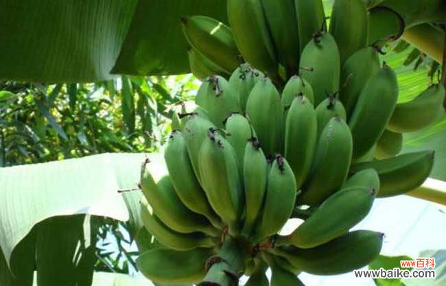 一把香蕉还是一串香蕉 香蕉和芭蕉的区别