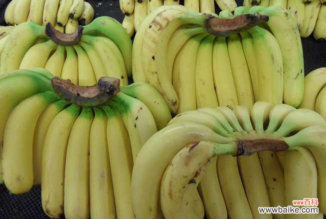 一把香蕉还是一串香蕉 香蕉和芭蕉的区别