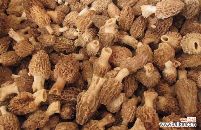 羊肚菌哪些人不宜吃 羊肚菌的泡发方法