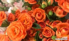 橙色蔷薇花语是什么？代表意义有哪些疑问解答？