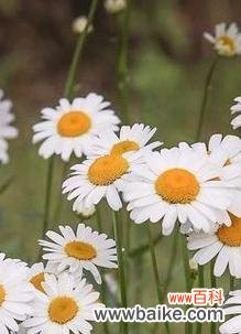 雏菊的花语和寓意象征着什么意思？如何正确理解雏菊的含义？