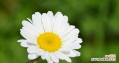 雏菊花语象征与寓意是什么？如何正确理解雏菊的花语？