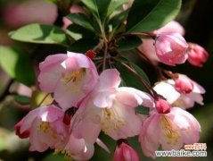 春海棠花象征什么？在风水中有哪些寓意？