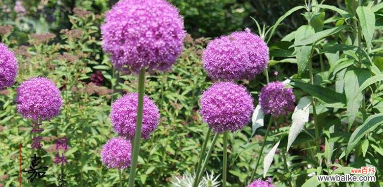 葱花的花语含义是什么?葱花寓意有哪些常见问题?