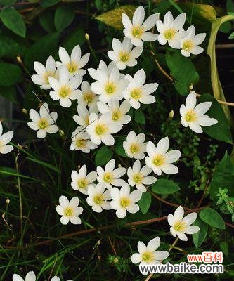 葱花的花语含义是什么?葱花寓意有哪些常见问题?