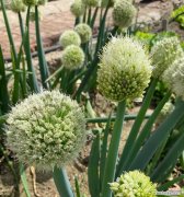 葱开花预示着什么？葱开花的寓意是什么？