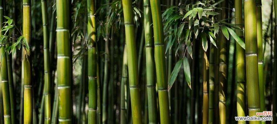 翠竹象征着什么意义？如何理解其文化内涵？