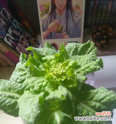 大白菜的象征意义是什么？它在文化中扮演什么角色？