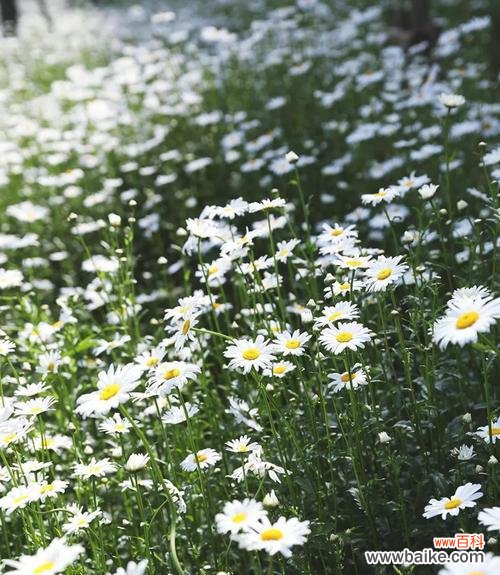 大滨菊代表什么?它的花语和寓意有哪些?