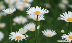 大滨菊代表什么？它的花语和寓意有哪些？