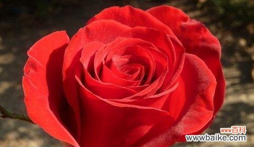 大红色玫瑰的花语是什么？送花时应注意哪些事项？