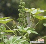 大戟科植物有哪些代表种类？它们的主要特征是什么？