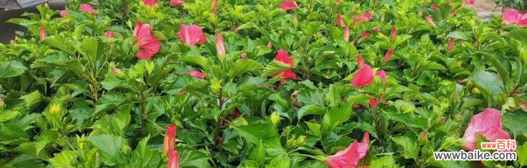 大理的市花是什么及其象征意义是什么?