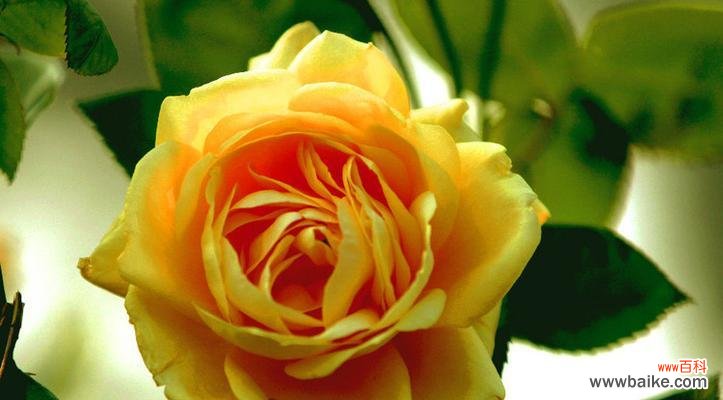 大连市花是月季花吗?月季花的寓意是什么?