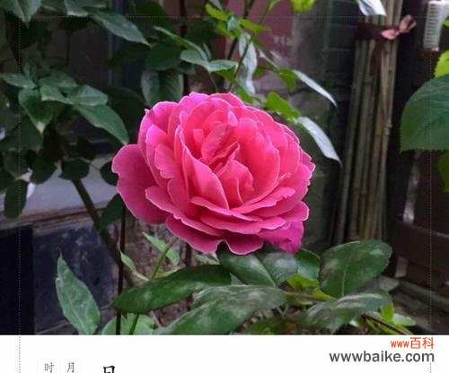 大连市花是月季花吗?月季花的寓意是什么?